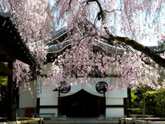養源院